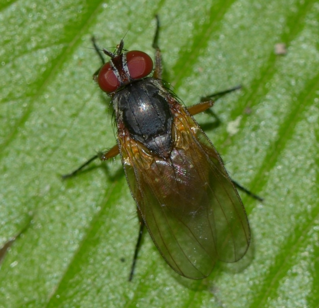 Anthomyiidae ? No, Fanniidae: Fannia sp.